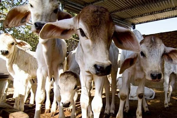 Cows at Hare Krishna Mandir's gaushala