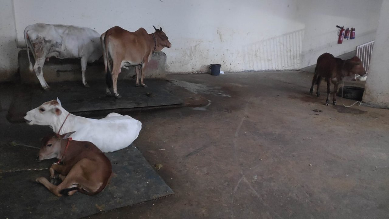Cows resting at Gaur Gaushala