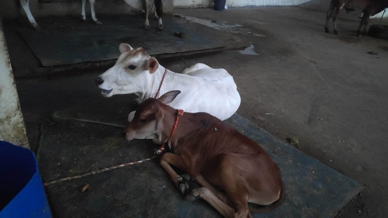 Cows at Gaur Gaushala