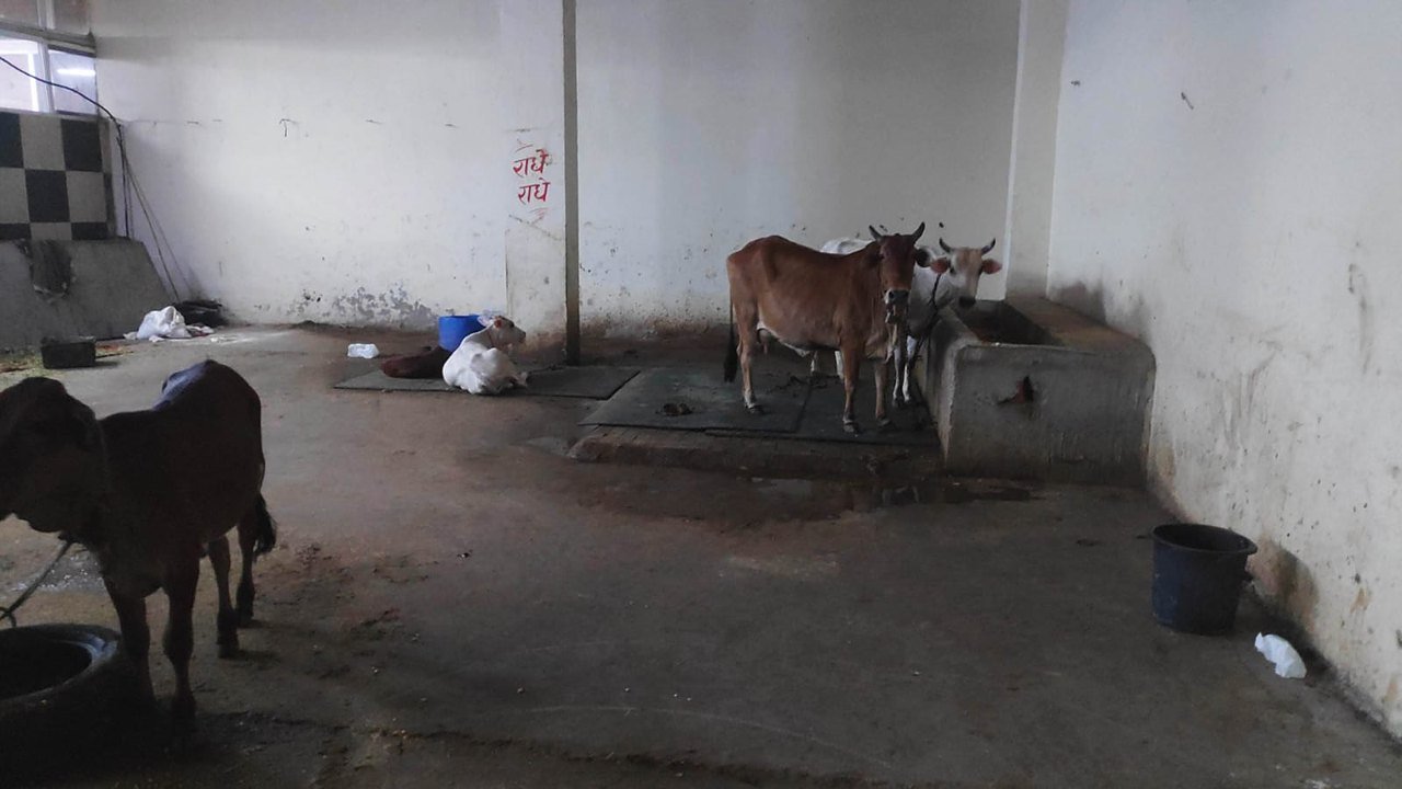 Cows being fed at Gaur Gaushala