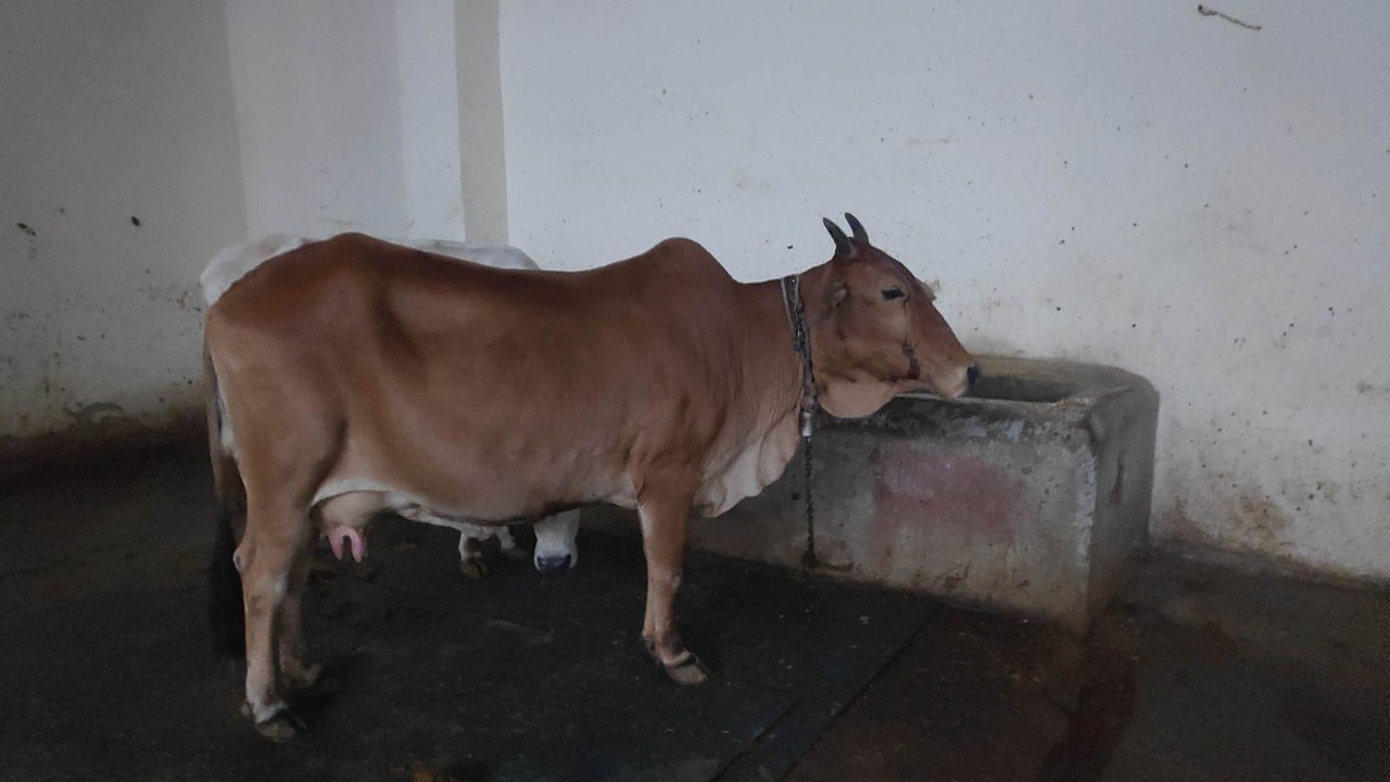 Cows at the feeding trough at Gaur Gaushala