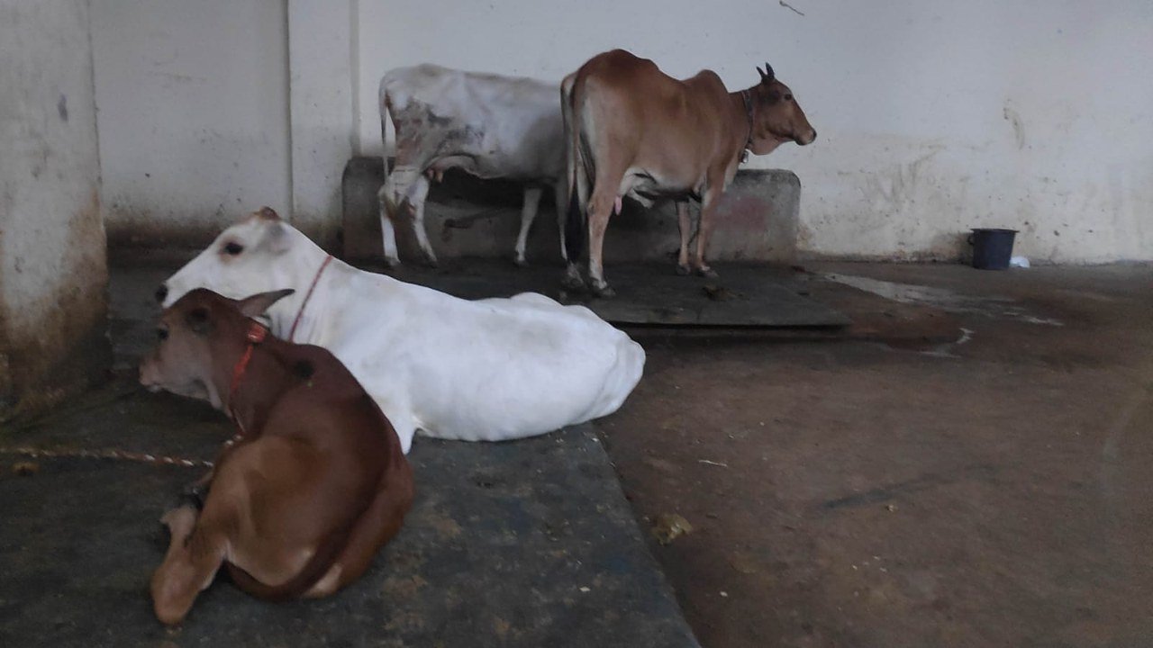 A cow at Gaur Gaushala